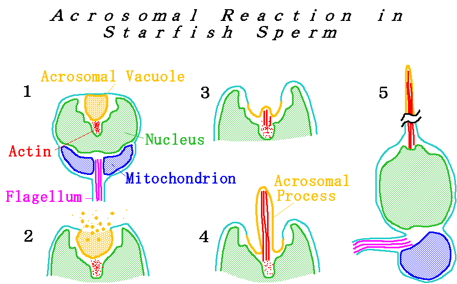 Acrosome reaction